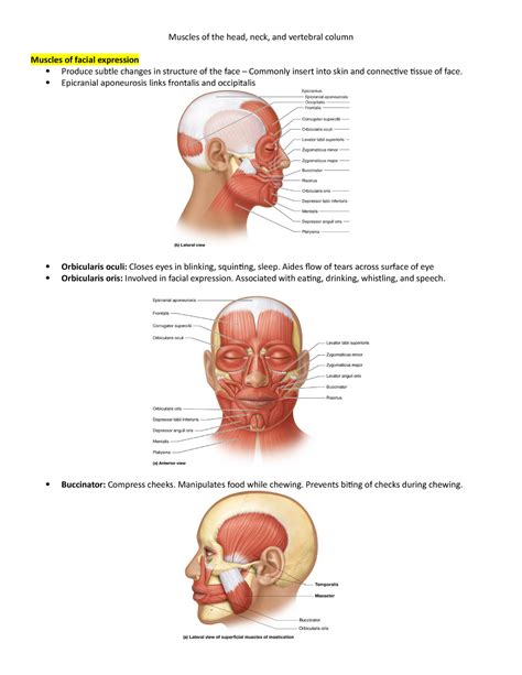 Muscles Of The Head Neck And Vertebral Column Epicranial
