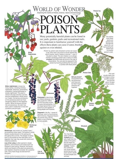 9 Tips For Avoiding Poisonous Plants Artofit