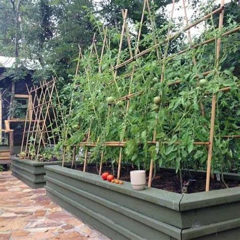 Tomatoes Raised Bed Garden