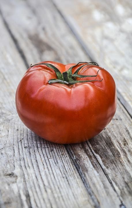 Plant Tomato Mountain Merit Blight Resistant Greenhartfarms