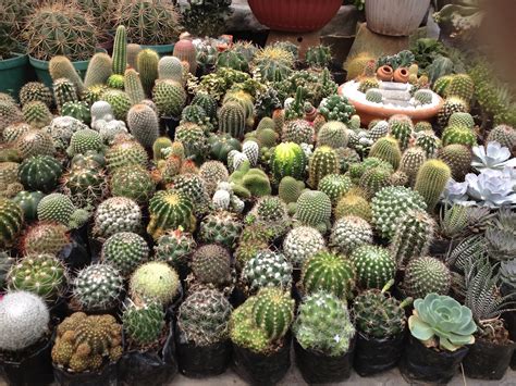 Cacti have two seasons, one of active growth during which they need regular watering, allowing the soil to dry completely before watering again. Flowers in the Philippines, Mom's simple pleasures ...