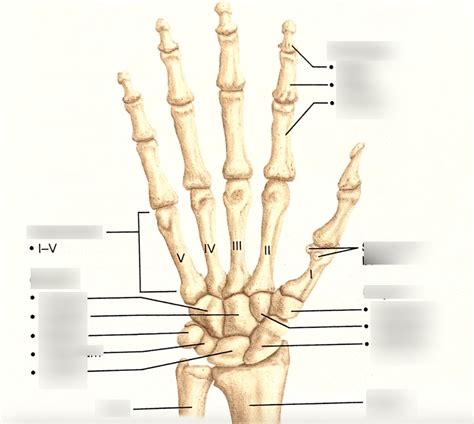 Bones Of The Hand Diagram Quizlet