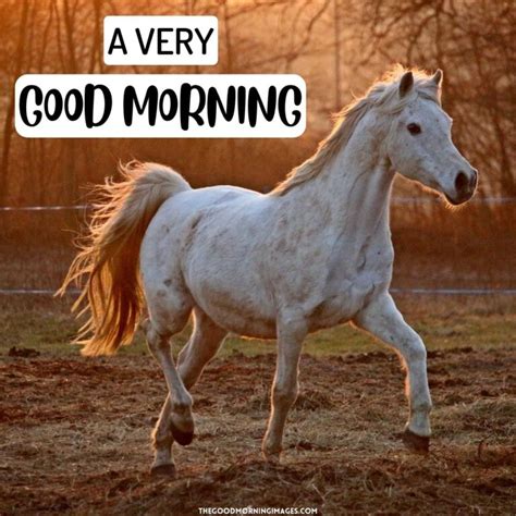 51 Good Morning Horse Images Energetic Pics And Quotes
