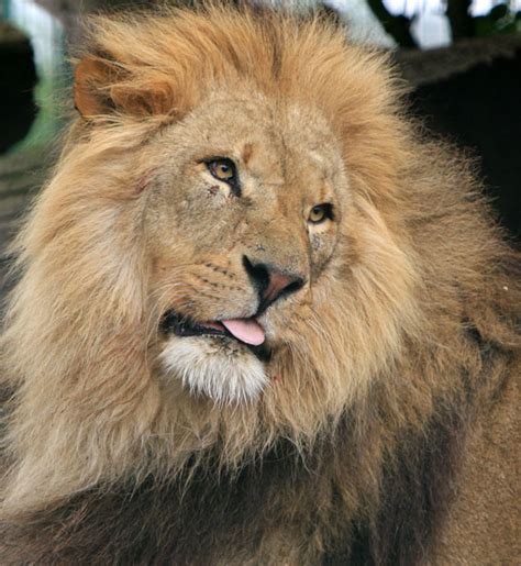 Lion Free Stock Photo - Public Domain Pictures