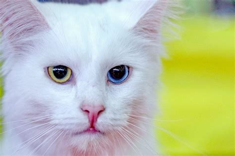 Turkish Angora Cat Breed Guide And Profile Litter Robot