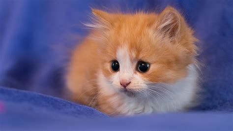 Hình Nền Những Chú Mèo đáng Yêu Ngộ Nghĩnh Cho Máy Tính Của Bạn Blog Thú Vị