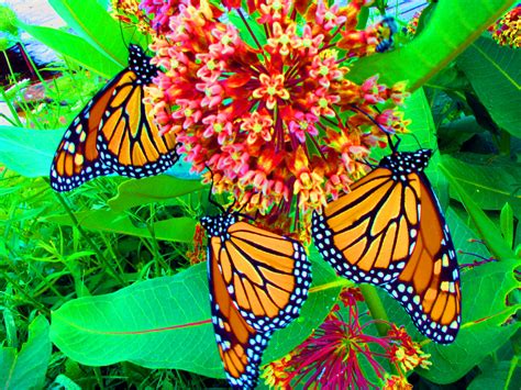 Beautiful Butterflies Butterflies Wallpaper 9482002 Fanpop