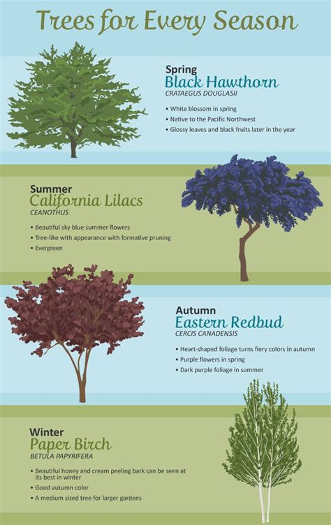 Selecting The Right Tree For Your Garden Backyard Trees Landscaping