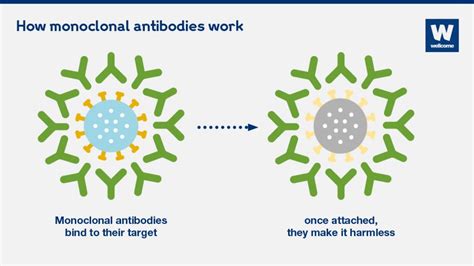 Monoclonal antibodies are one of most powerful types of medicine. What are monoclonal antibodies, and can they treat COVID ...