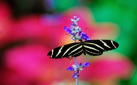 Black and white butterfly wallpapers and images - wallpapers, pictures