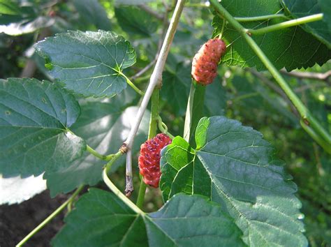 Red Mulberry - Native Trees of Indiana - Purdue Fort Wayne