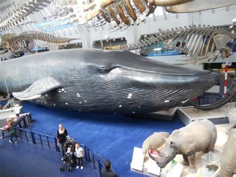 Blue Whale Picture Of Natural History Museum London Tripadvisor
