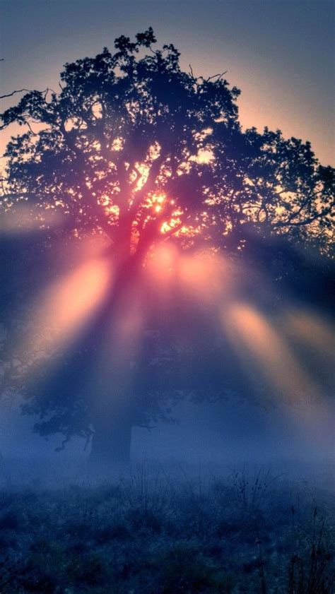 Free Download Foggy Sunrise Nature Iphone Wallpapers Sunrises Nature