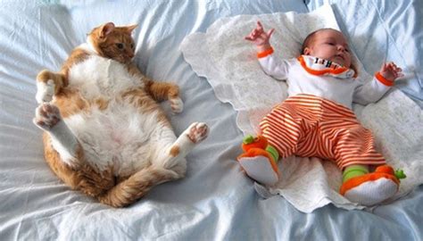 Pic Funny Pictures Cute Baby Sleeping With Cat Cat