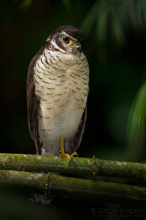 Barred Forest Falcon Birds Pinterest