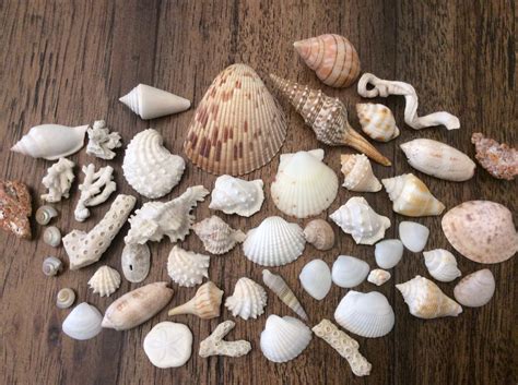 Sea Shell And Coral Assortment 50 Pieces