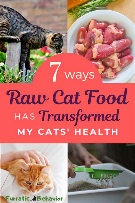 7 Ways Raw Cat Food Has Transformed My Cats Health Raw Cat Food Diet