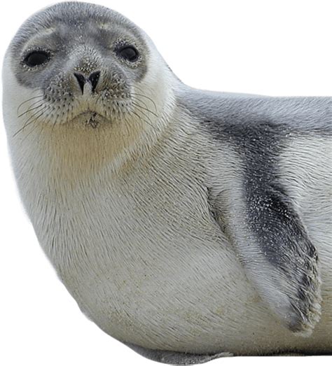 Harbor Seal Png Transparent Image Download Size 550x608px