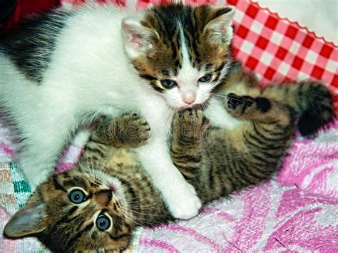 Playing Kittens Stock Photo Image Of Tabby Kittens 56648828