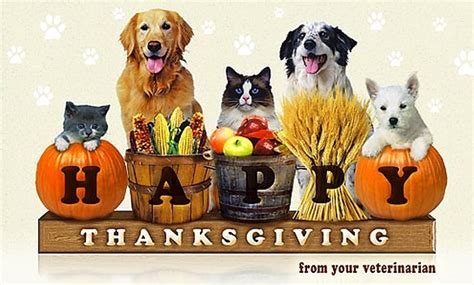 16 Best Doggie Thanksgiving Photos Life With Dogs