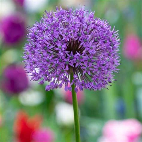 Buy Allium Hollandicum Purple Sensation Dutch Garlic Allium