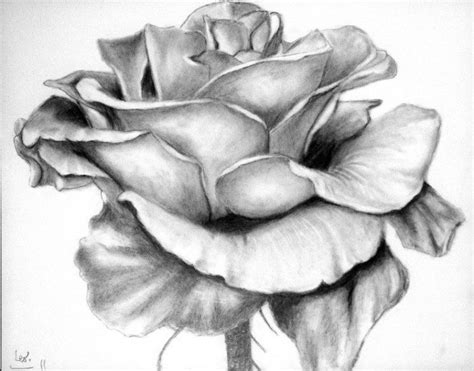 Detail Gambar Sketsa Kelopak Bunga Mawar Koleksi Nomer 26