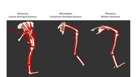 Models Of Dinosaur Hindlimb Muscles And Their Evolution Youtube