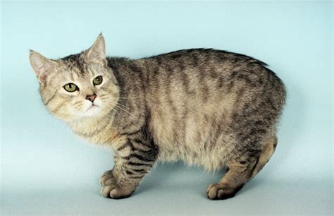 5 Beautiful Manx Cat Pictures In Biological Science Picture Directory