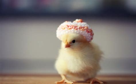 40 Cute And Funny Chicken Pictures That Will Make Your Day Tail And