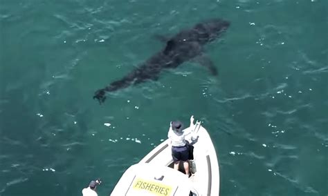 17 foot great white shark makes rare ‘metro area showing laptrinhx