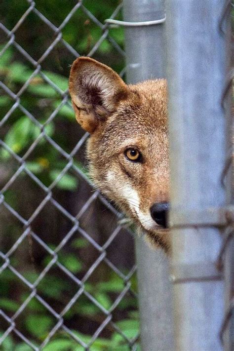 Rare Red Wolf Finds New Home At Beardsley Zoo Connecticut Post