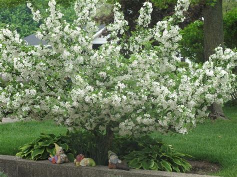Maybe you would like to learn more about one of these? Pin von L Wohlfarth auf gardening | Garten