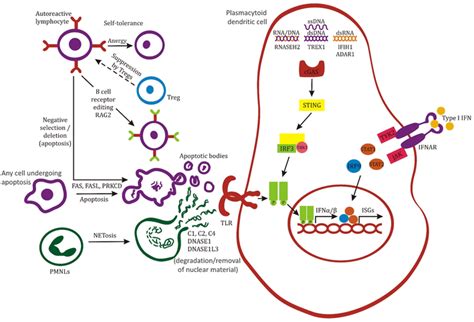 Main Pathways In Systemic Lupus Erythematosus Sle Pathogenesis With