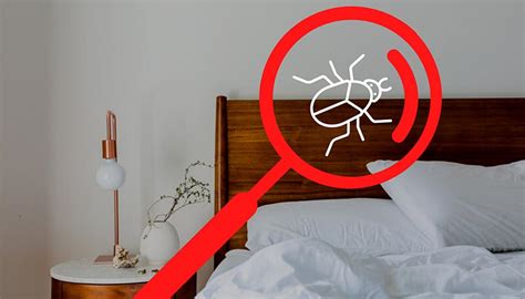 Bed Bugs Extermination Bed Bugs Removal Guide