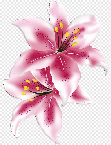 Lilium Cut Flowers Lilly Flower Magenta Lily Png Pngwing