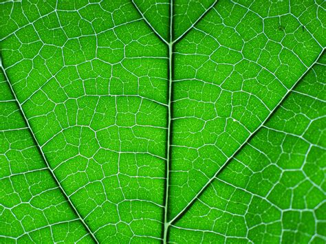 Leaf Structure By Endprocess83 On Deviantart