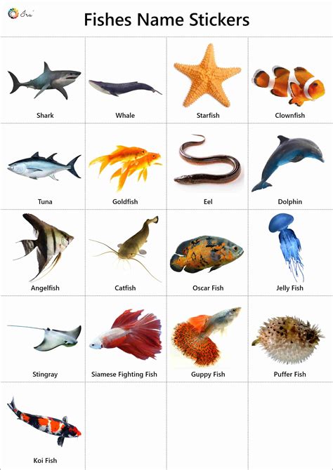 Fish Names Facts Pictures Videos Charts Ira Parenting