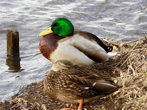 Its All About Purple The Male Mallard