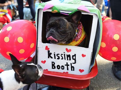 7 Best Costumes At Annual Tompkins Square Halloween Dog Parade Abc News