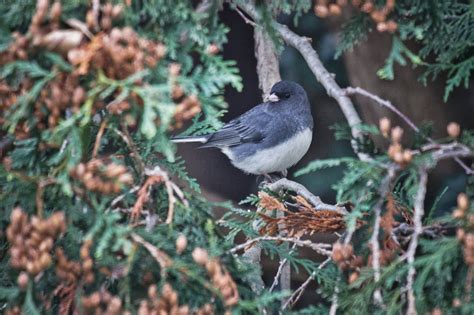 Feather Tailed Stories Dark Eyed Junco