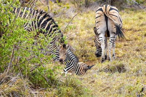 Mother And Baby Zebra Kruger National Park Safari South Africa Stock