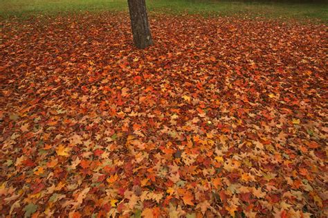 Fall Color Leaves From A Maple Tree Laying On The Ground Next To The