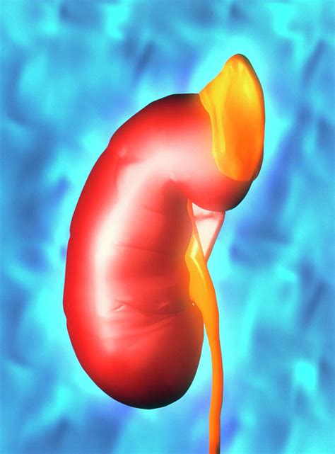 Artwork Of The Human Kidney And Adrenal Gland Photograph By Alfred