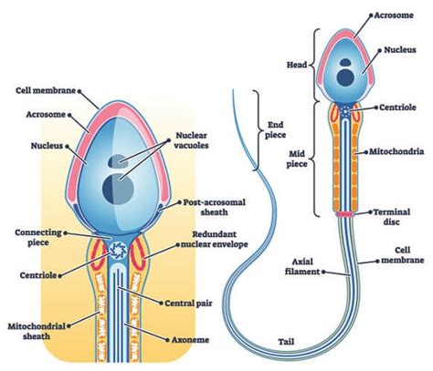Sperm Cell The Definitive Guide Biology Dictionary