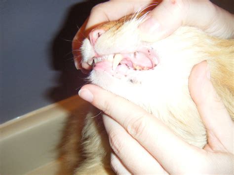 Learn about seven possible causes and when you should see a doctor. Black Spots In Cats Mouth - Gay Suck Penis