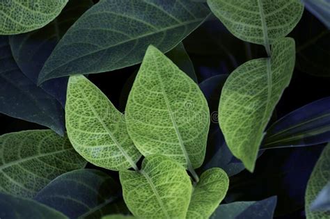 The Dark Green Leaves Are Arranged In A Neat Order Stock Image Image