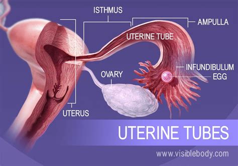 Egg Cells From The Ovaries Move Through The Uterine Tubes The Path