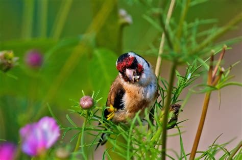 Maybe you would like to learn more about one of these? Amsel, Drossel, Fink und Star - Wildes Ruhrgebiet