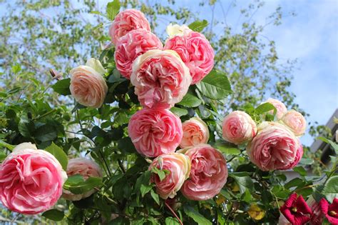 Mastering Horticulture Eden Rose 2017