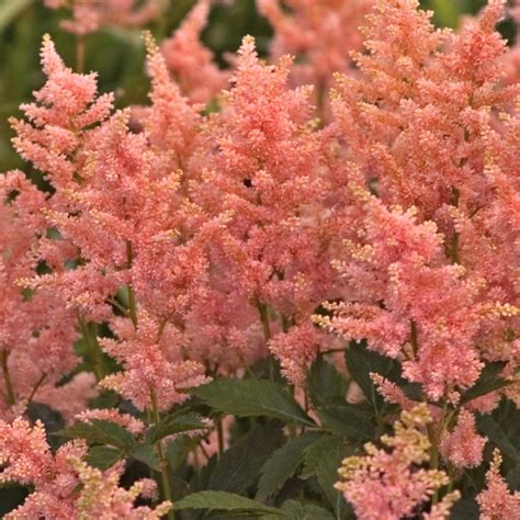 Cottage Farms Direct Perennials Ultimate Shade Astilbe Collection 5pc